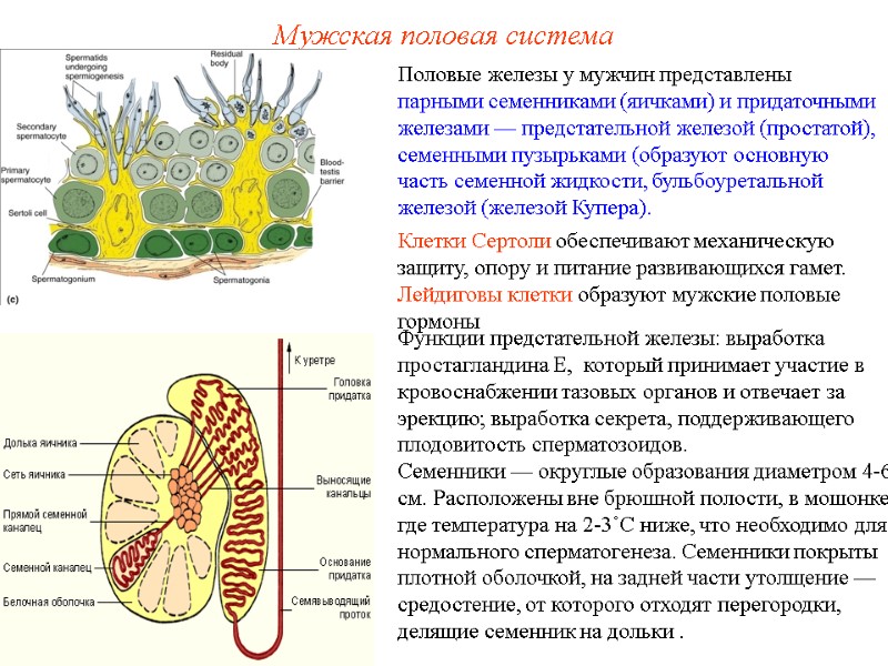 Половые железы у мужчин представлены парными семенниками (яичками) и придаточными железами — предстательной железой Половые железы у мужчин представлены парными семенниками (яичками) и придаточными железами — предстательной железой
